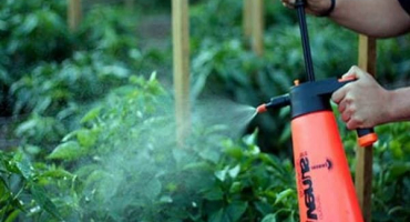 Jak správně stříkat a zpracovávat rajčata kyselinou boritou